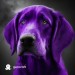 purple dog