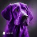 purple dog   0